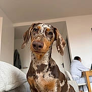 Ubert a rejoint le concours — aidez-le/la à gagner de superbes lots ! dog, dachshund, dappled, pet, indoor, couch, living_room, person, computer, furniture, brown, white, cozy, curious, closeup, sitting, canine, home, domestic_animal, portrait