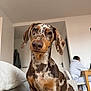 dog, dachshund, dappled, pet, indoor, couch, living_room, person, computer, furniture, brown, white, cozy, curious, closeup, sitting, canine, home, domestic_animal, portrait