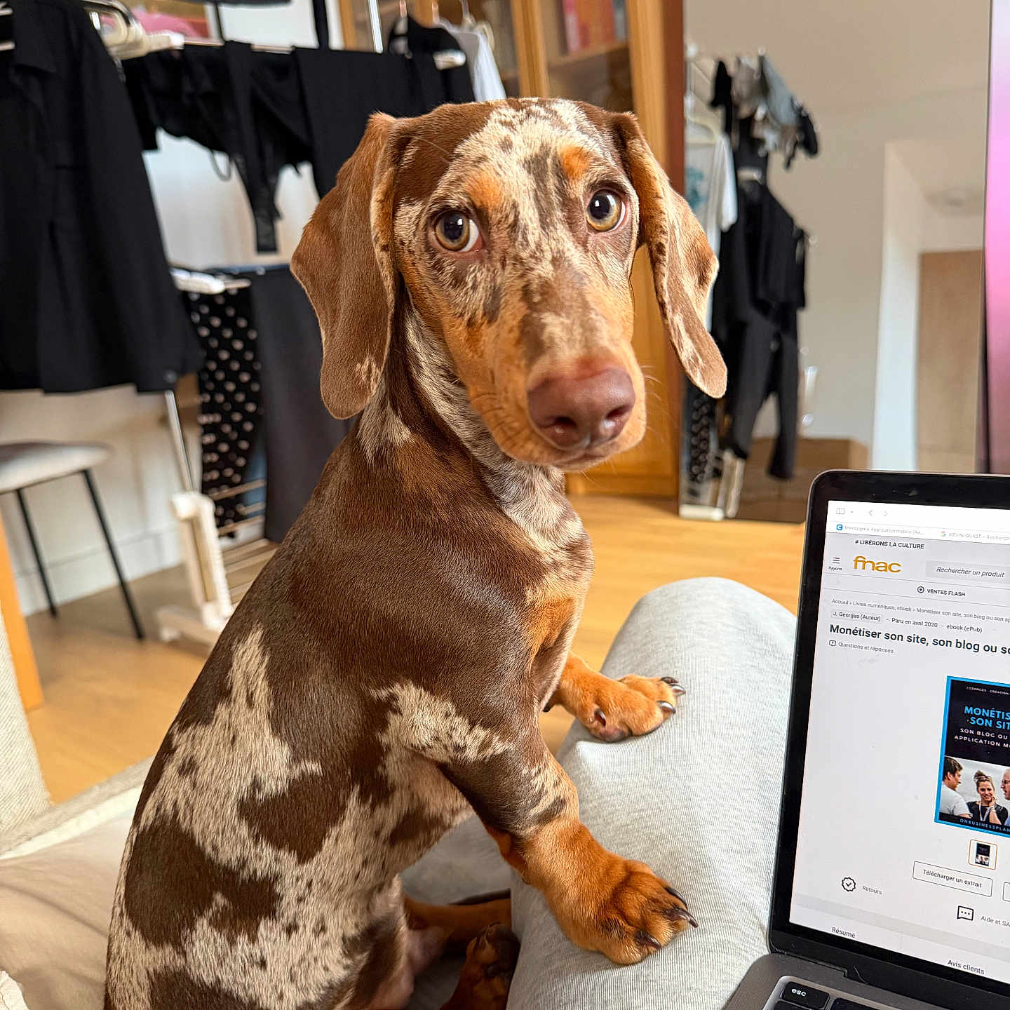 Ubert a rejoint le concours — aidez-le/la à gagner de superbes lots ! book, brown, clothing, couch, cozy, curious, dachshund, dog, furniture, home, indoor, laptop, looking, pet, relaxed, shelves, sitting, spotted, technology, wooden_floor