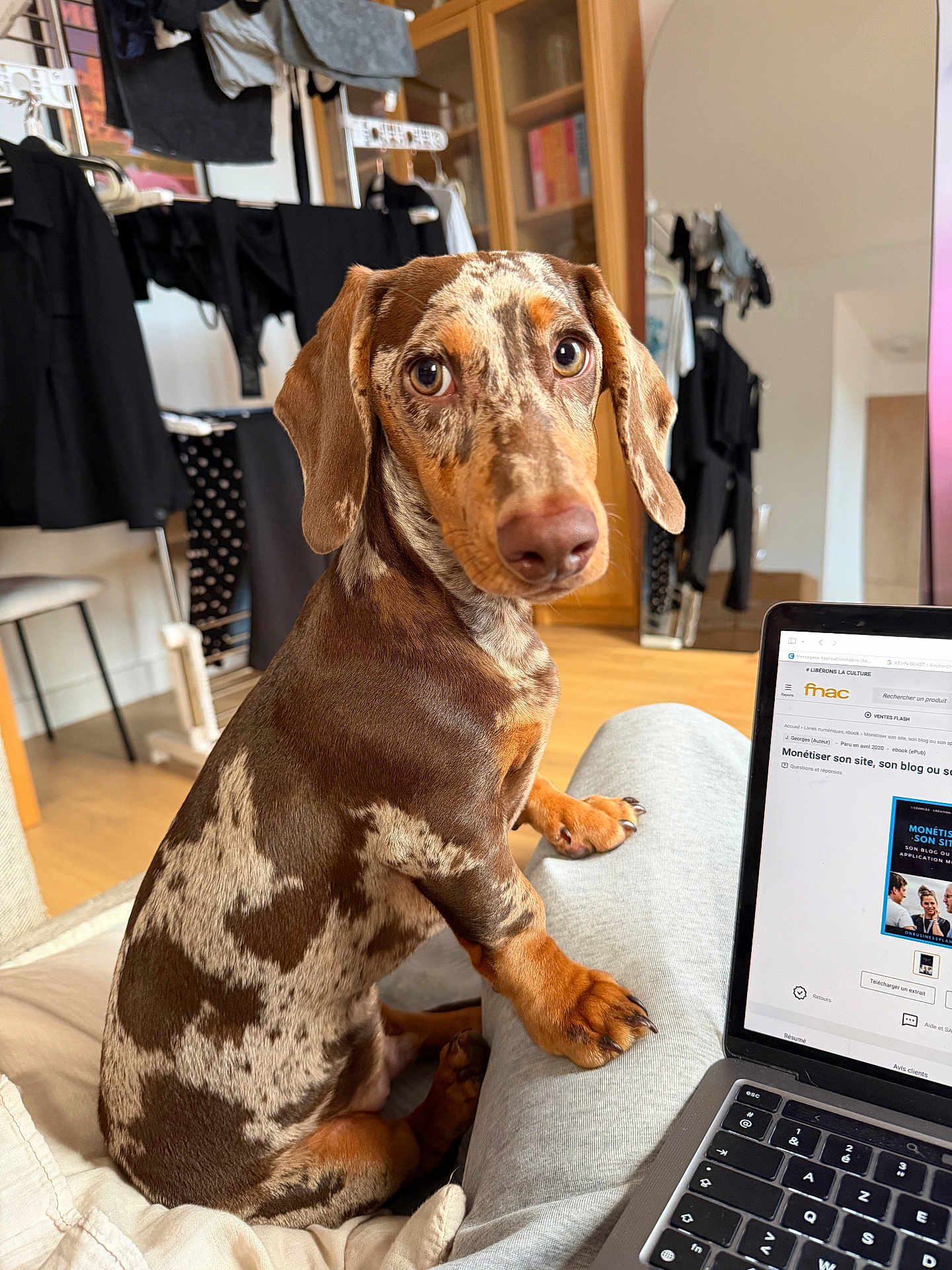 Ubert a rejoint le concours — aidez-le/la à gagner de superbes lots ! dog, dachshund, pet, indoor, laptop, couch, home, furniture, sitting, brown, spotted, looking, curious, wooden_floor, clothing, shelves, book, technology, relaxed, cozy