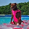 dog, pet, animal, brown_dog, life_jacket, pink_vest, swimming_pool, pool_float, inflatable_float, water, outdoor, sunny, blue_sky, trees, nature, summer, portrait, sitting, wet, recreation