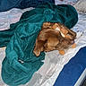 Shelie participe au concours pour gagner de l'argent avec cette photo : dog, brown_dog, sleeping, napping, bed, blanket, teal_blanket, stuffed_toy, plush_toy, pillow, bedding, bedroom, cozy, indoors, resting, lying_down, pet, relaxed, cuddling, photography