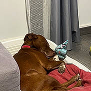 Shelie participe au concours pour gagner de l'argent avec cette photo : dog, brown_dog, sleeping, resting, pet, animal, laundry_basket, red_blanket, stuffed_toy, indoors, home, bed, cozy, relaxed, lying_down, collar, curled_up, floor, curtains, furniture