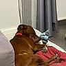 dog, brown_dog, sleeping, resting, pet, animal, laundry_basket, red_blanket, stuffed_toy, indoors, home, bed, cozy, relaxed, lying_down, collar, curled_up, floor, curtains, furniture
