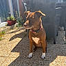 dog, brown_dog, pet, canine, sitting, outdoor, patio, sunlight, wicker_chair, plants, potted_plant, garden, gravel, red_collar, white_paws, white_chest, portrait, animal, backyard, sunny