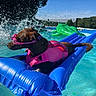 Shelie participe au concours pour gagner de l'argent avec cette photo : dog, swimming, pool, inflatable_raft, life_jacket, goggles, pink_harness, water, splash, outdoor, sunny, summer, crocodile_float, blue_float, pet, recreation, backyard, fence, trees, action_photo