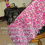 King is registered to the contest to win money with this photo: animal, black_dog, blanket, carpet, chair, cute, dog, figurine, furniture, gray, household_items, indoor, looking, peeking, pet, pink, plaid_pattern, shelf, text_overlay, toy