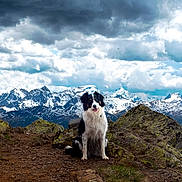 Samba participe au concours pour gagner de l'argent avec cette photo : dog, border_collie, mountain, rock, trail, snow, cloud, sky, outdoor, nature, landscape, animal, pet, scenic, hiking, adventure, canine, fur, sitting, happy
