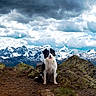 dog, border_collie, mountain, rock, trail, snow, cloud, sky, outdoor, nature, landscape, animal, pet, scenic, hiking, adventure, canine, fur, sitting, happy