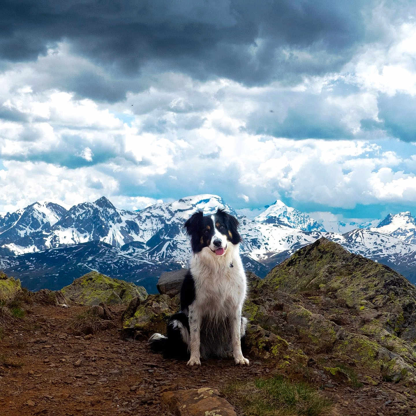 Samba participe au concours pour gagner de l'argent avec cette photo : dog, border_collie, mountain, rock, trail, snow, cloud, sky, outdoor, nature, landscape, animal, pet, scenic, hiking, adventure, canine, fur, sitting, happy