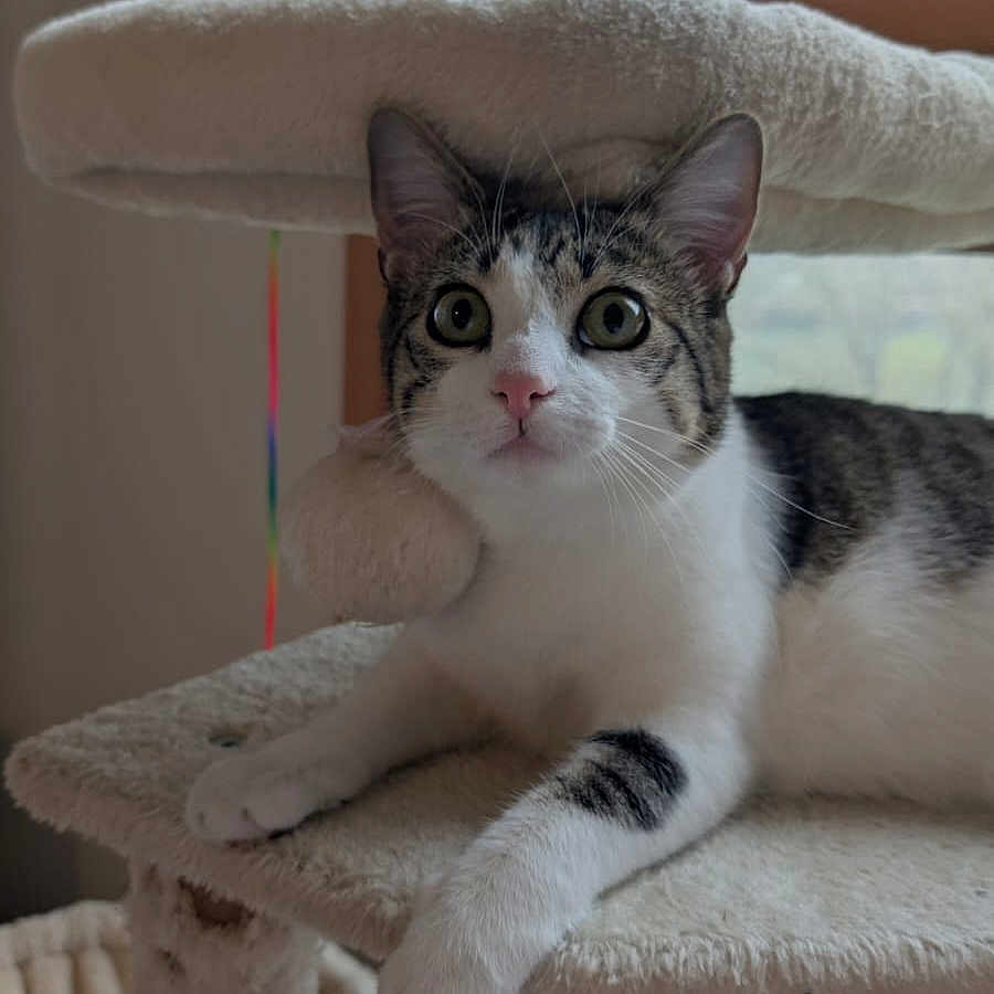 Myrtille participe au concours pour gagner de l'argent avec cette photo : cat, tabby_cat, cat_tree, pet, indoor, feline, animal, resting, curious, whiskers, window, soft_light, fur, ears, paws, claws, home, relaxed, looking, cute