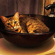 Katie is registered to the contest to win money with this photo: cat, tabby, pet, animal, fur, ears, eyes, basin, sink, indoor, cozy, curious, striped, feline, resting, brown, orange, warm_lighting, household, quiet