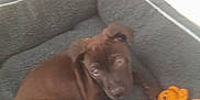 Ziggy Stardust is registered to the contest to win money with this photo: puppy, dog, pet_bed, toy, teddy_bear, brown, indoor, corner, looking_up, young_dog, soft_light, cozy, animal, playful, cute, furry, companion, resting, domestic, pet