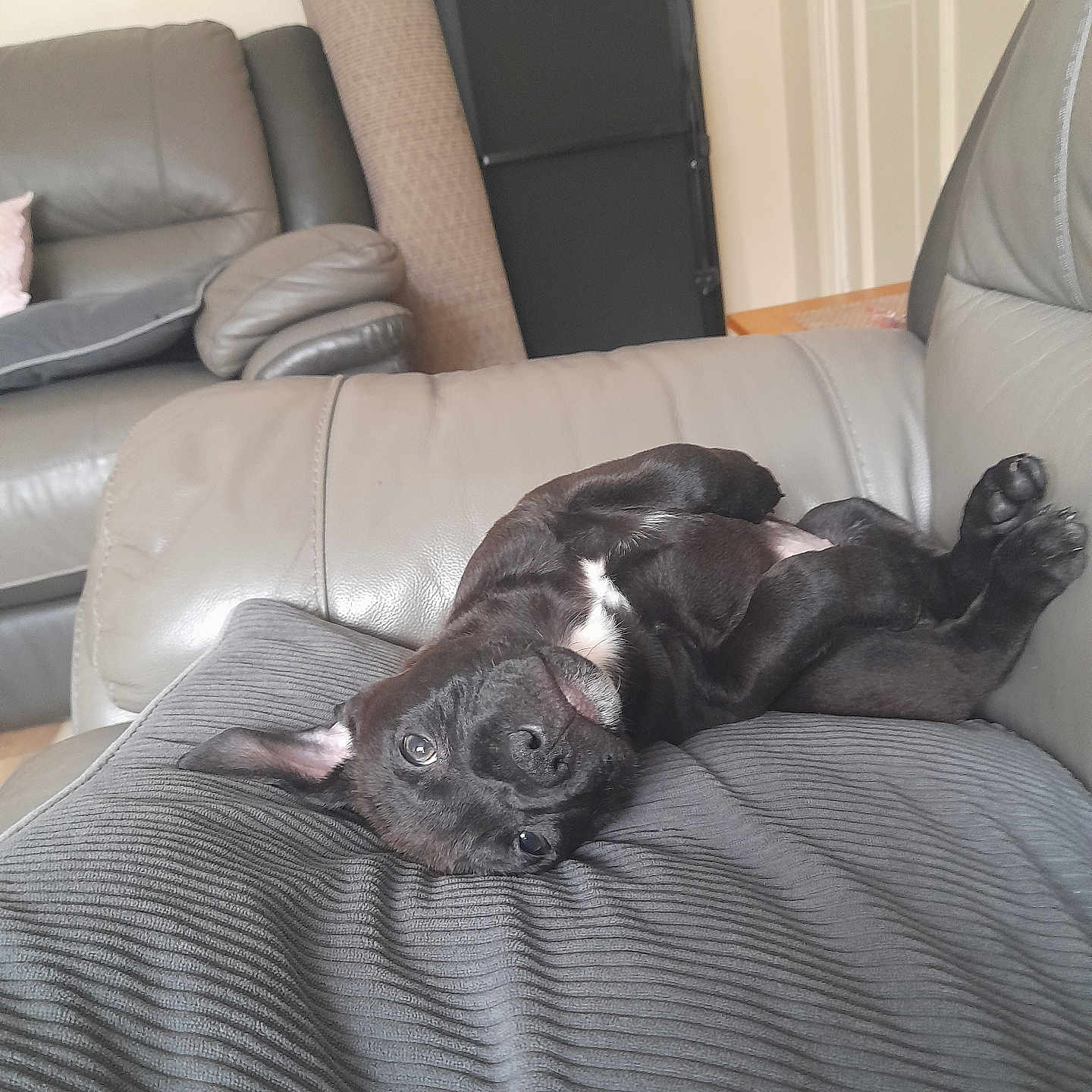 Ziggy Stardust is registered to the contest to win money with this photo: animal, black_dog, comfort, couch, cushion, cute, dog, domestic_animal, ear_flop, fur, home, indoor, leather_couch, living_room, pet, playful, puppy, relaxed, resting, upside_down