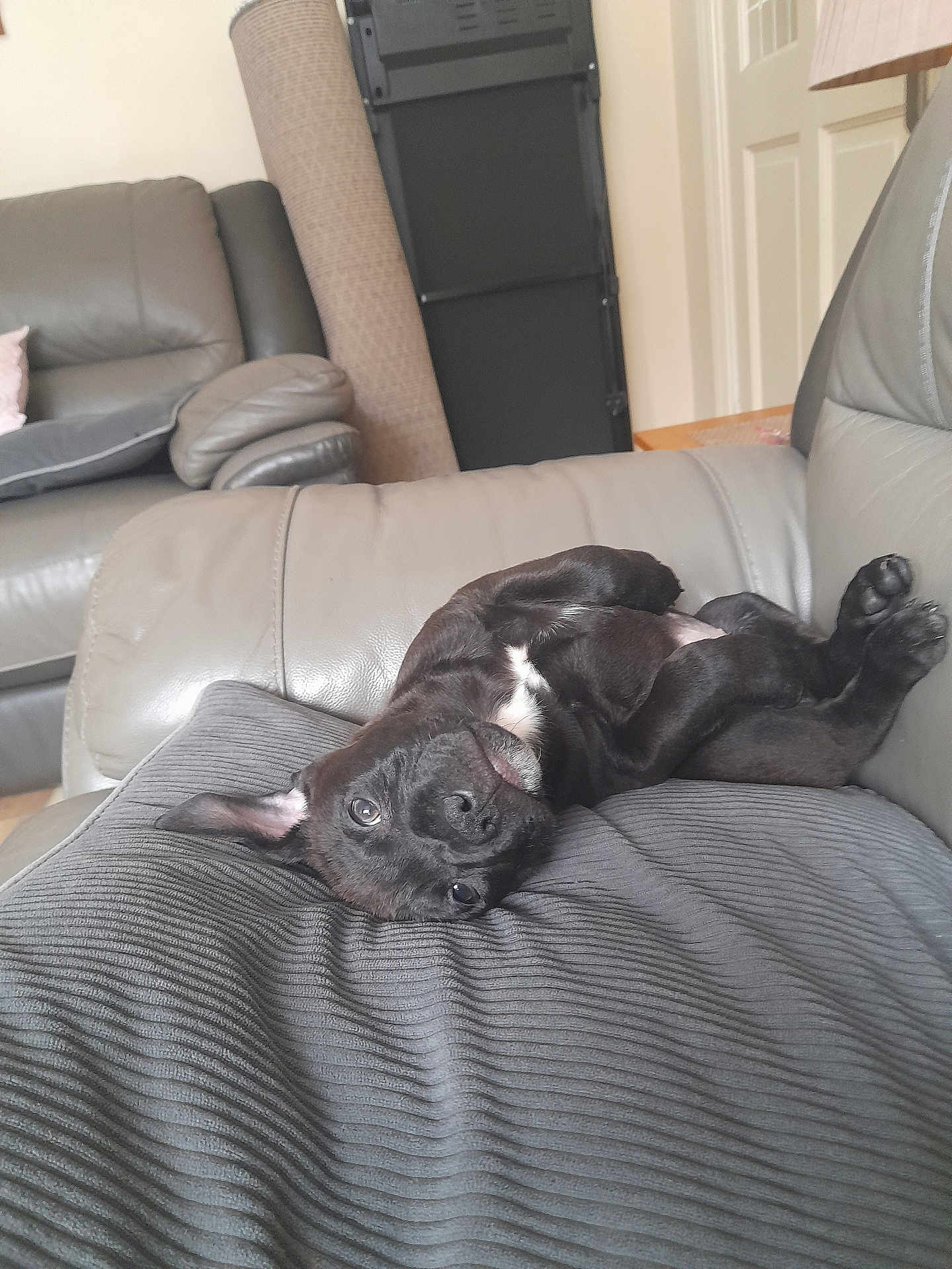 Ziggy Stardust is registered to the contest to win money with this photo: dog, puppy, black_dog, couch, leather_couch, cushion, upside_down, pet, indoor, living_room, playful, relaxed, ear_flop, fur, animal, cute, home, domestic_animal, resting, comfort