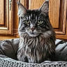 Tao participe au concours pour gagner de l'argent avec cette photo : cat, maine_coon, pet, animal, feline, long_hair, whiskers, ears, eyes, face, basket, knitted, texture, wooden_cabinet, indoor, cozy, portrait, fur, sitting, domestic