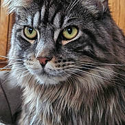 Tao a rejoint le concours — aidez-le/la à gagner de superbes lots ! cat, tabby, close_up, fluffy, green_eyes, whiskers, fur, pet, animal, indoor, portrait, domestic_cat, feline, wood_background, cozy, knitted, fabric, sitting, calm, household