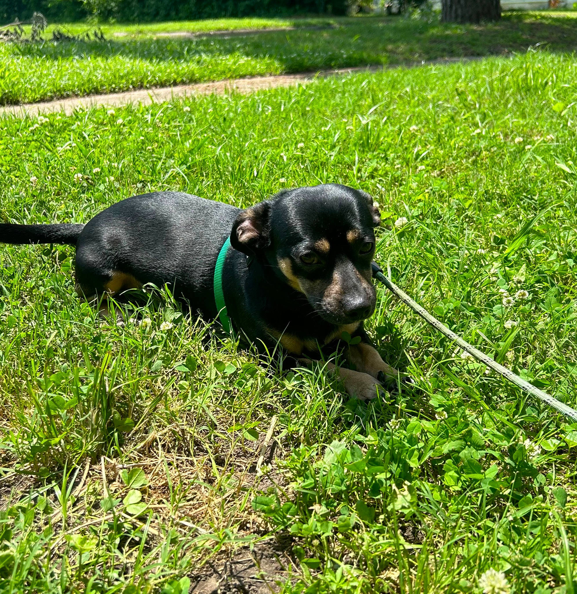 Buddy joined the competition — help win amazing prizes! canidae, carnivore, collar, companion_dog, dog, dog_breed, dog_collar, grass, grass_family, grassland, groundcover, lawn, personal_protective_equipment, pet_supply, plant, snout, tail, terrestrial_animal, tree, working_animal