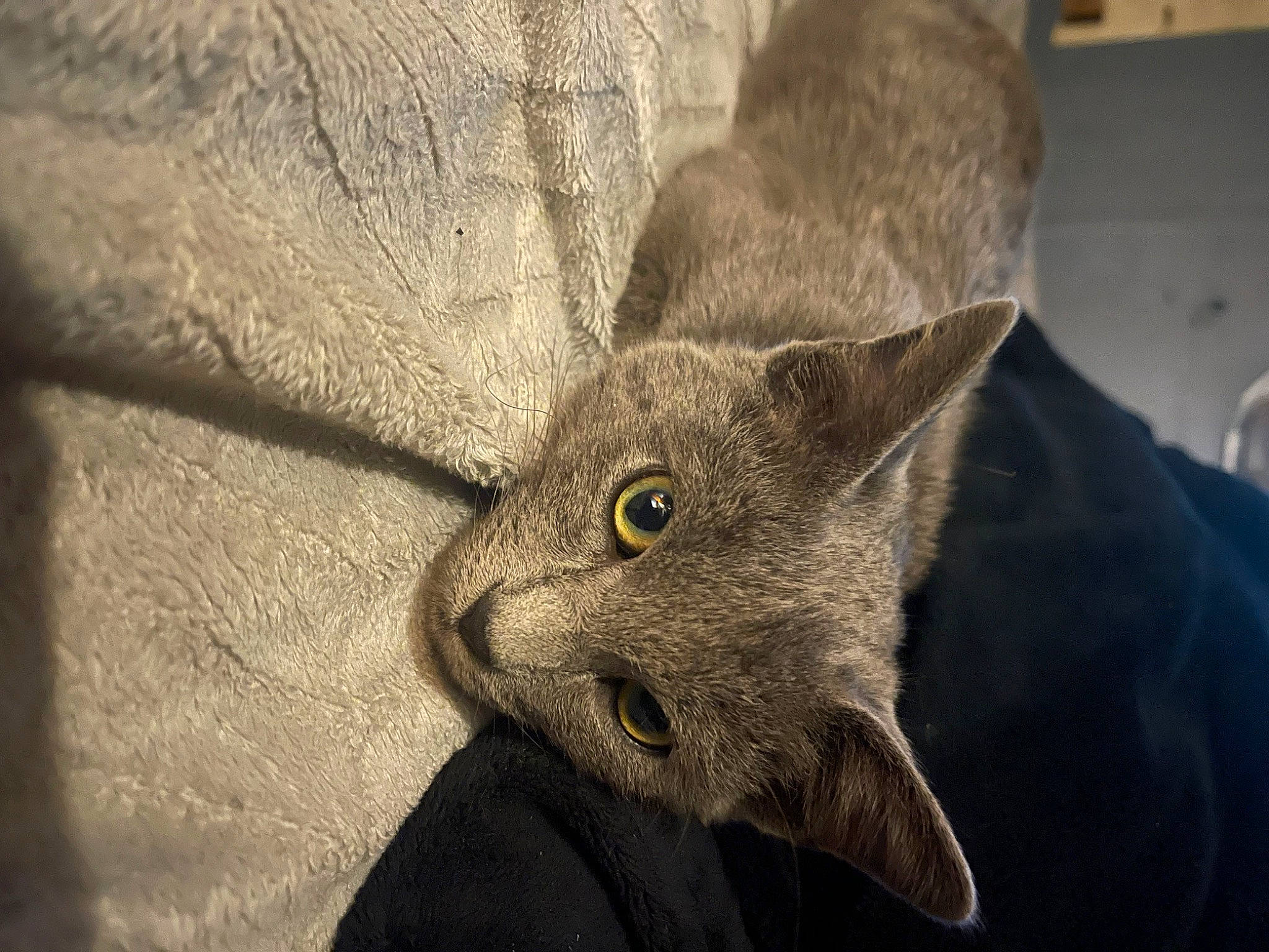 Winston joined the competition — help win amazing prizes! art, carnivore, cat, domestic_short_haired_cat, ear, felidae, fur, grey, human_body, paw, russian_blue, small_to_medium_sized_cats, snout, terrestrial_animal, whiskers, wildlife