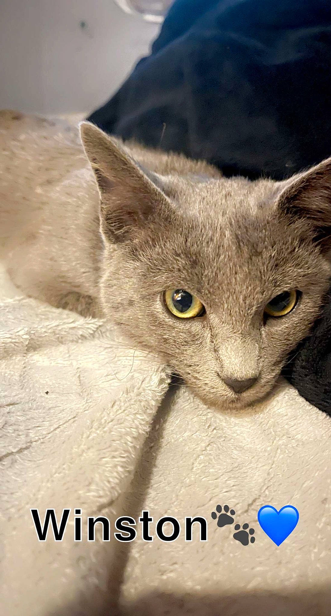 Winston joined the competition — help win amazing prizes! carnivore, cat, domestic_short_haired_cat, ear, electric_blue, eye, felidae, font, fur, head, paw, photo_caption, russian_blue, small_to_medium_sized_cats, terrestrial_animal, whiskers, wildlife