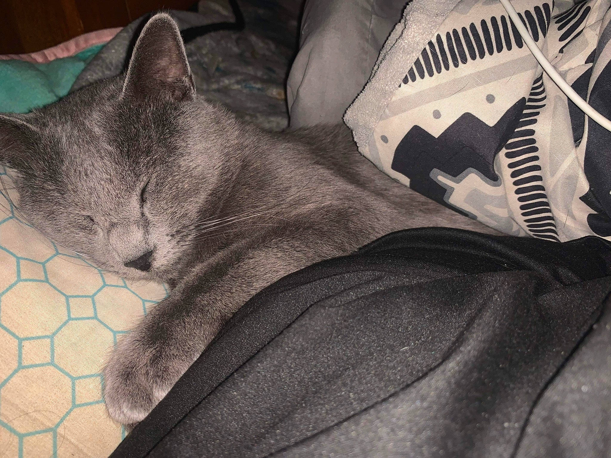 Winston joined the competition — help win amazing prizes! athletic_shoe, carmine, carnivore, cat, comfort, domestic_short_haired_cat, felidae, fur, grey, human_leg, linens, outdoor_shoe, pattern, personal_protective_equipment, russian_blue, sitting, small_to_medium_sized_cats, sportswear, walking_shoe, whiskers