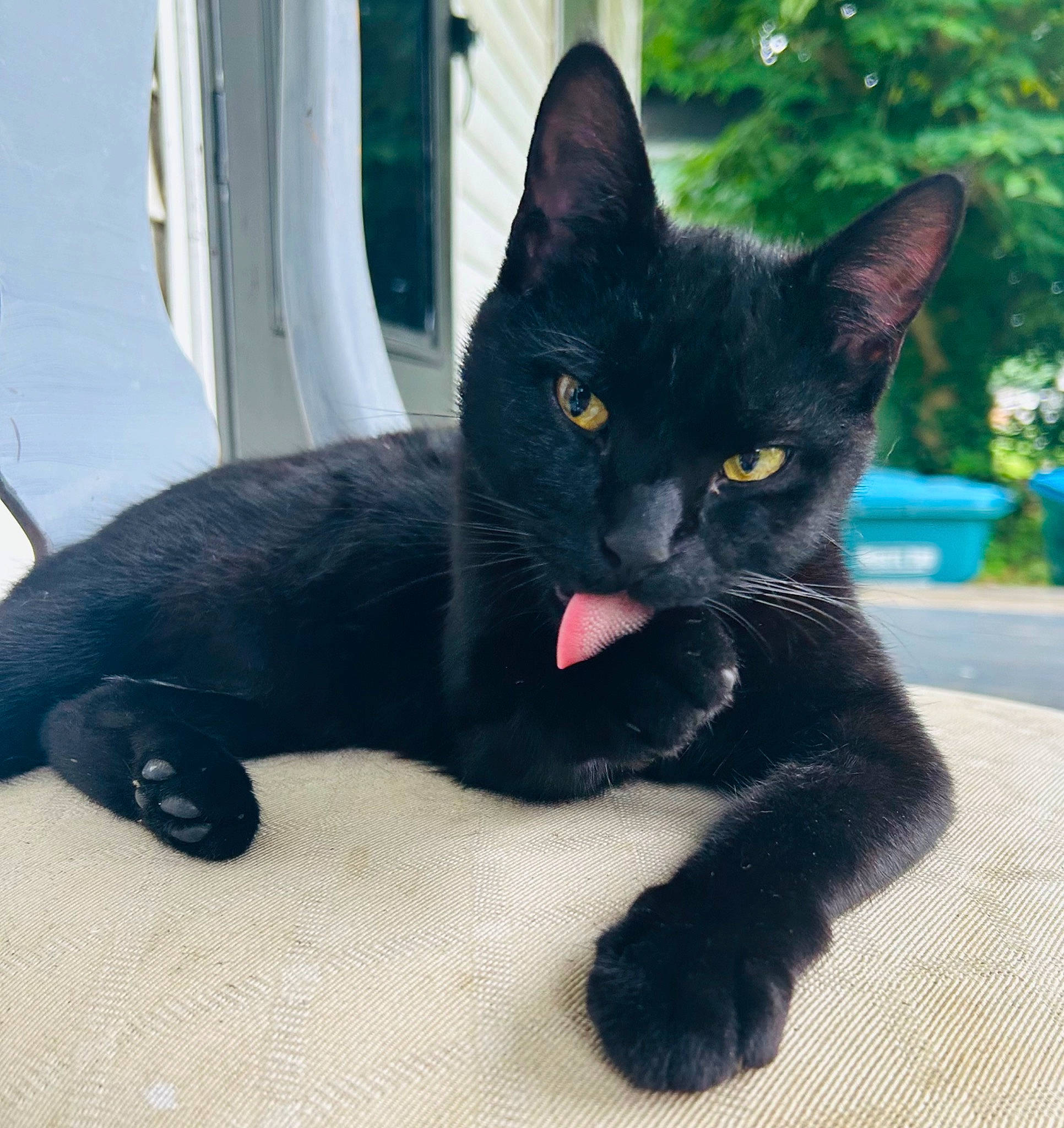 Toothless joined the competition — help win amazing prizes! black_cat, bombay, carnivore, cat, claw, comfort, domestic_short_haired_cat, felidae, foot, fur, paw, plant, small_to_medium_sized_cats, tail, terrestrial_animal, tree, whiskers, window