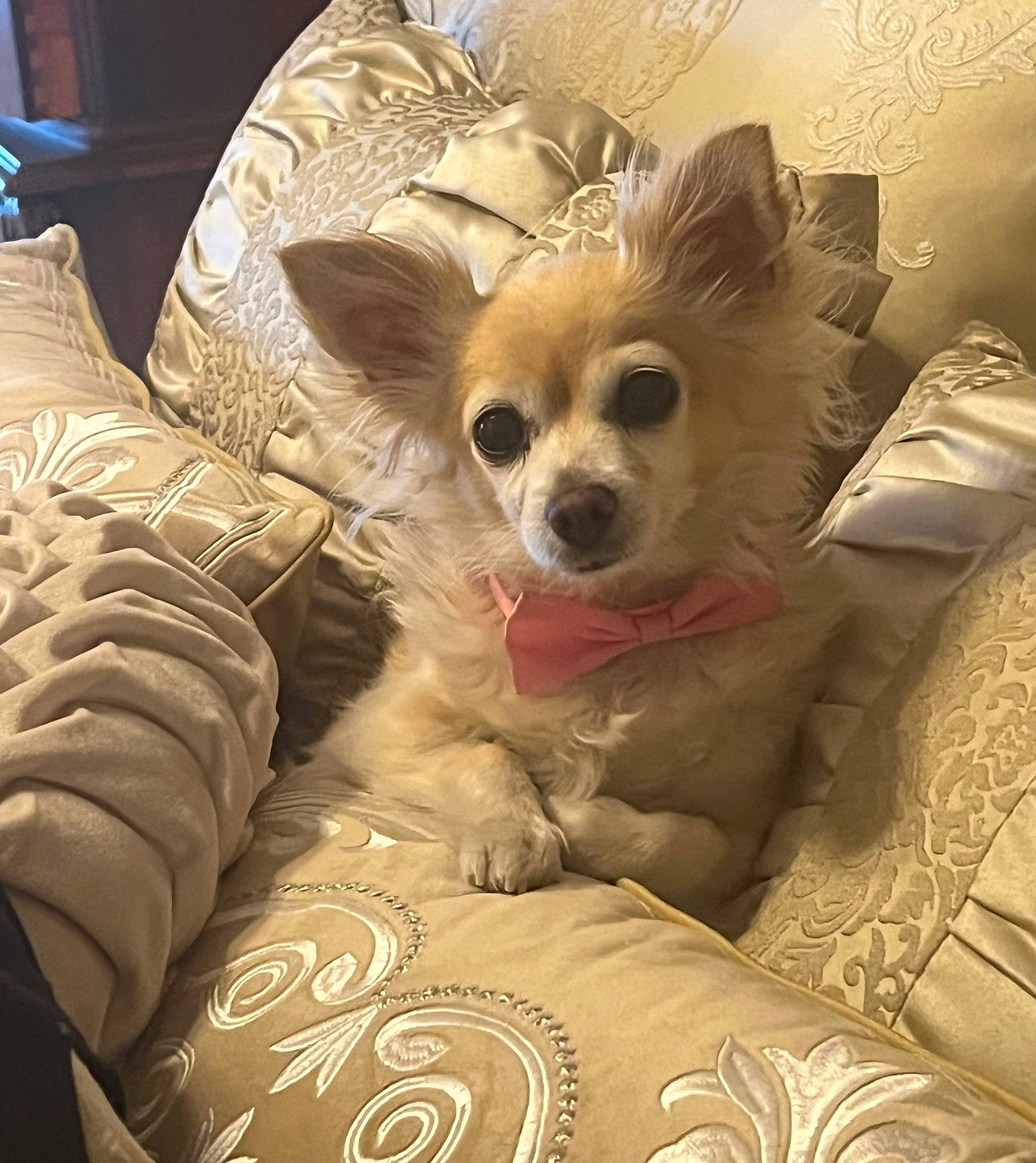 Tiffany is registered to the contest to win money with this photo: canidae, carnivore, chair, chihuahua, comfort, companion_dog, corgi_chihuahua, dog, dog_breed, dog_supply, fawn, fur, non_sporting_group, snout, sporting_group, toy_dog, whiskers