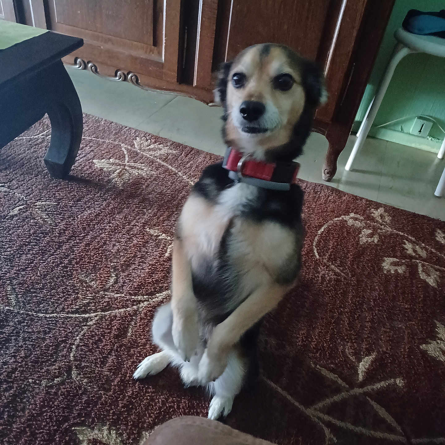 Yhuki a rejoint le concours — aidez-le/la à gagner de superbes lots ! animal, black, brown, carpet, chair, collar, cute, dog, floor, furniture, home, indoor, looking, pet, room, sitting, small_dog, table, white, wooden_cabinet