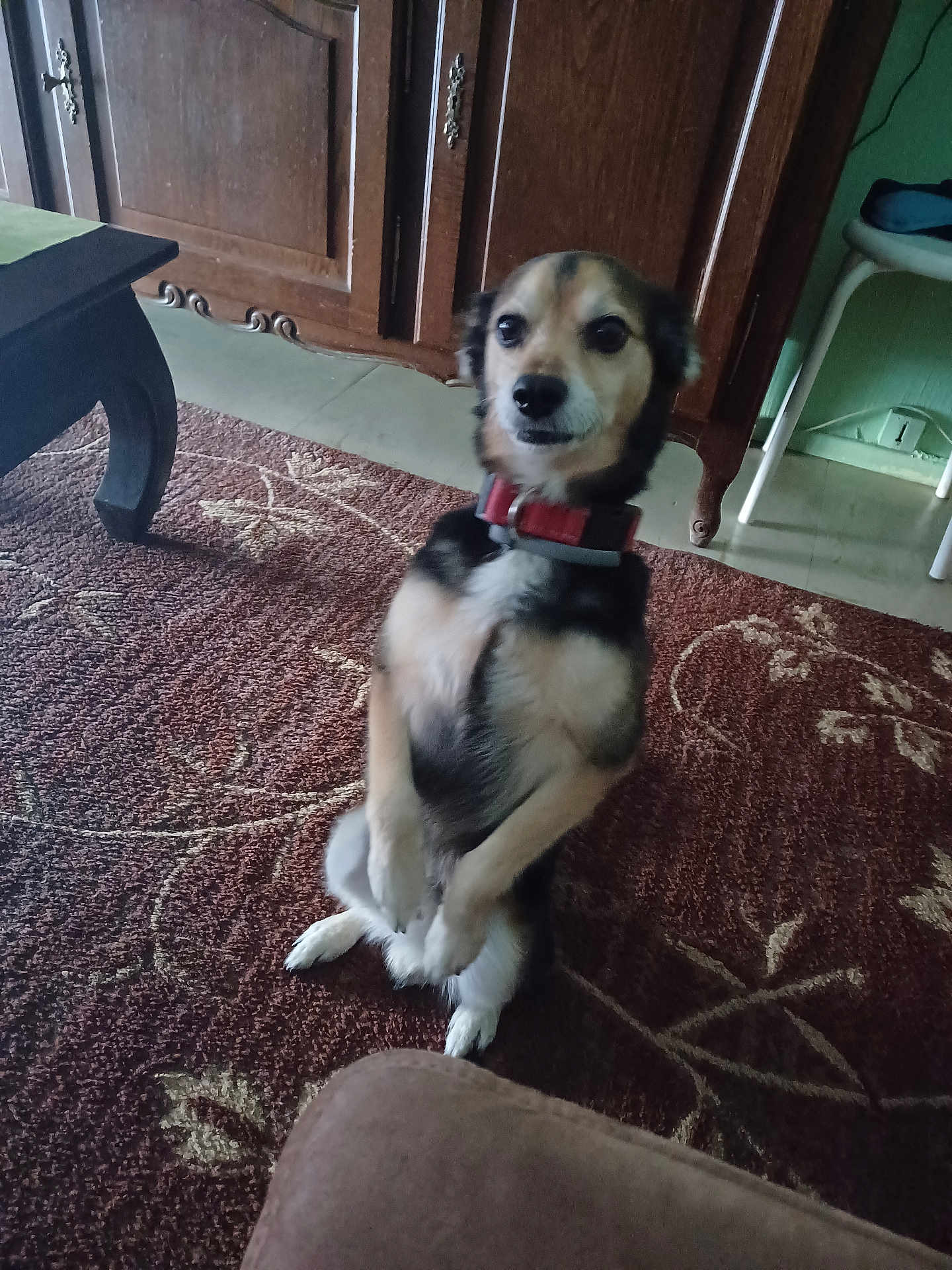 Yhuki a rejoint le concours — aidez-le/la à gagner de superbes lots ! dog, pet, indoor, carpet, furniture, collar, brown, black, white, floor, wooden_cabinet, table, chair, animal, cute, small_dog, sitting, looking, home, room