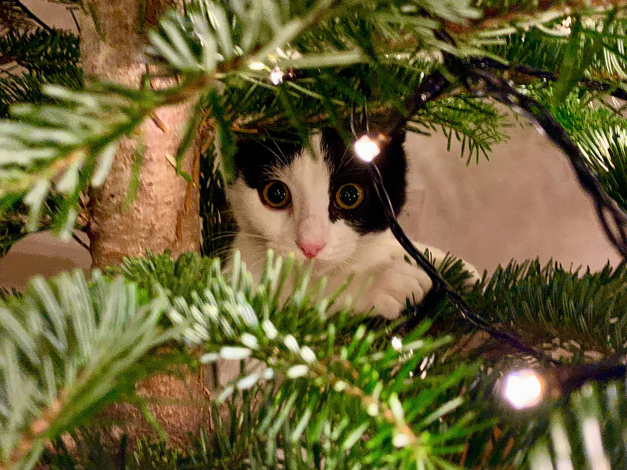 Mathéadore participe au concours pour gagner de l'argent avec cette photo : branch, carnivore, cat, christmas_decoration, christmas_ornament, christmas_tree, event, evergreen, fawn, felidae, grass, holiday_ornament, ornament, plant, shortstraw_pine, terrestrial_plant, toy, twig, whiskers, woody_plant