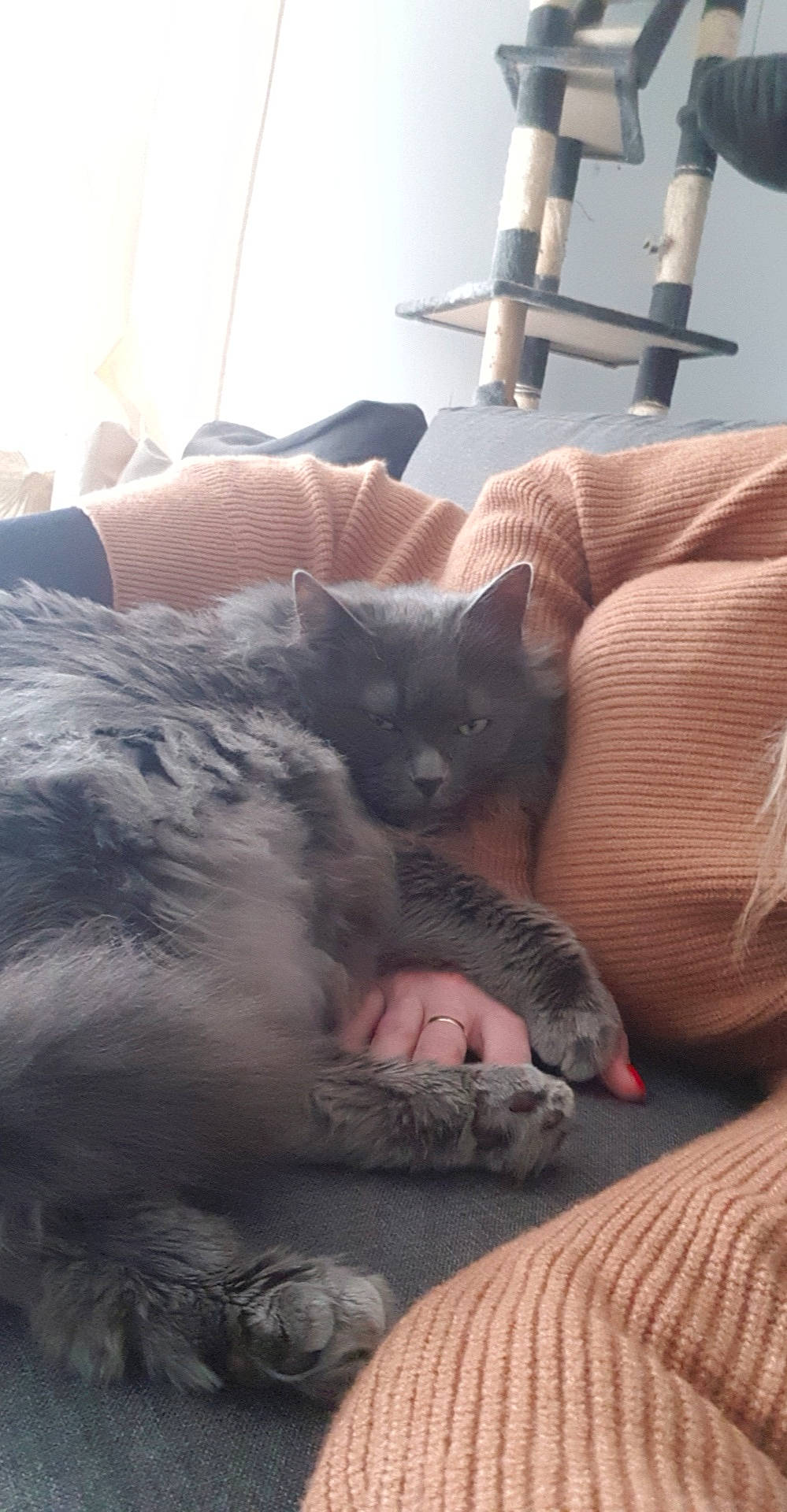 Louloute a rejoint le concours — aidez-le/la à gagner de superbes lots ! bed, black_cat, carnivore, cat, cat_bed, claw, comfort, companion_dog, dog_breed, domestic_short_haired_cat, fawn, felidae, fur, grey, nap, paw, sitting, small_to_medium_sized_cats, tail, whiskers