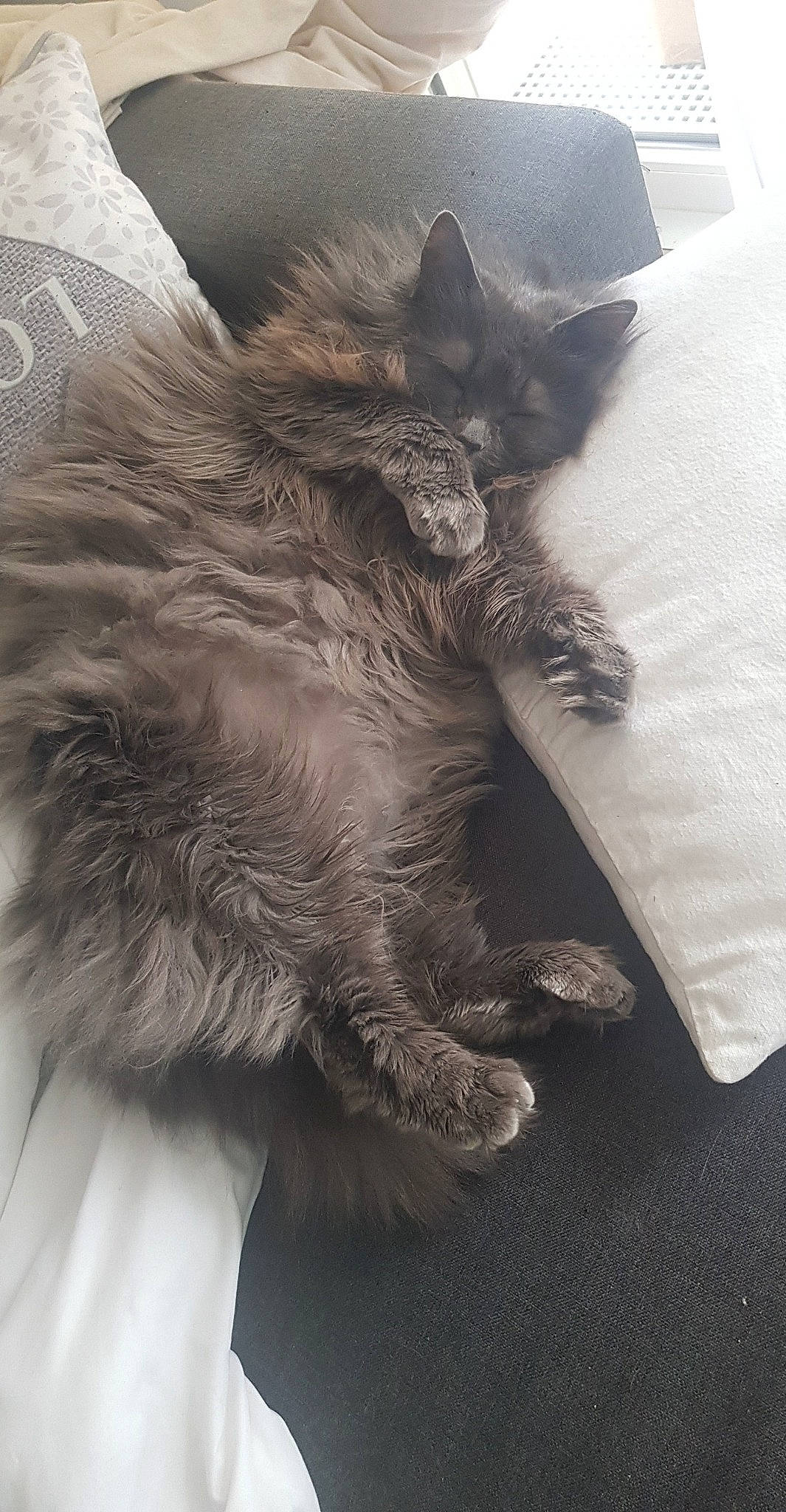 Louloute a rejoint le concours — aidez-le/la à gagner de superbes lots ! bed, black_cat, british_longhair, carnivore, cat, claw, comfort, domestic_short_haired_cat, felidae, fur, grey, human_leg, metal, monochrome_photography, nap, paw, sleep, small_to_medium_sized_cats, tail, whiskers