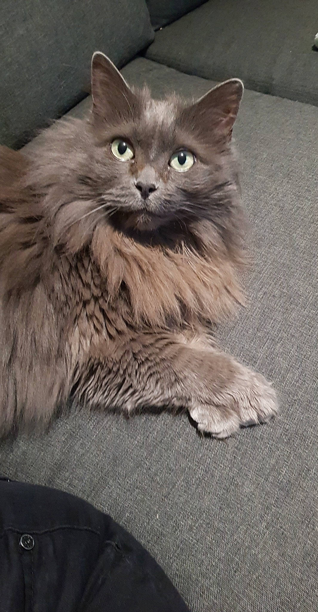 Louloute participe au concours pour gagner de l'argent avec cette photo : british_longhair, carnivore, cat, claw, domestic_short_haired_cat, eye, fawn, felidae, fur, grey, paw, small_to_medium_sized_cats, snout, tail, terrestrial_animal, whiskers