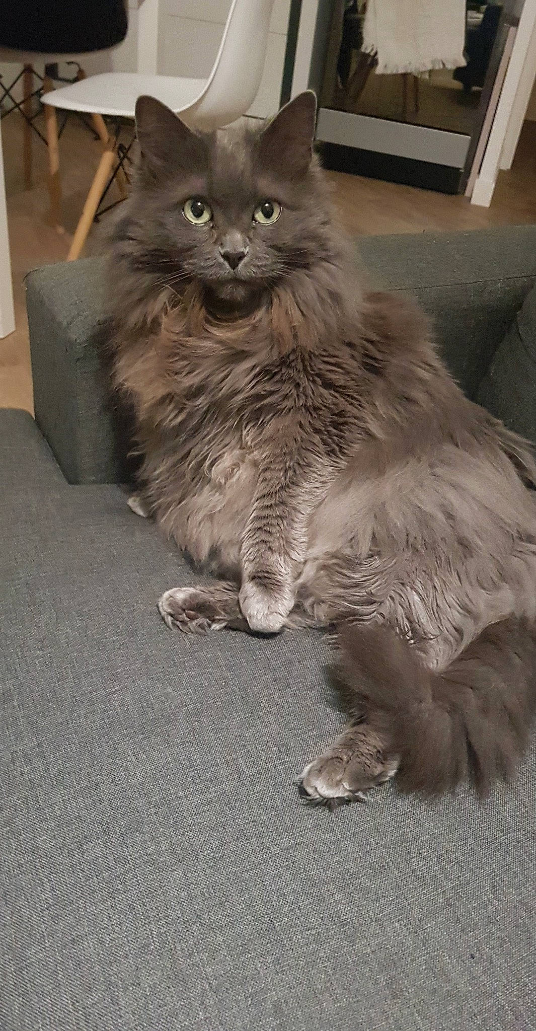 Louloute participe au concours pour gagner de l'argent avec cette photo : box, british_longhair, carnivore, cat, claw, comfort, domestic_short_haired_cat, fawn, felidae, flooring, fur, grey, monochrome_photography, paw, road_surface, small_to_medium_sized_cats, snout, tail, terrestrial_animal, whiskers