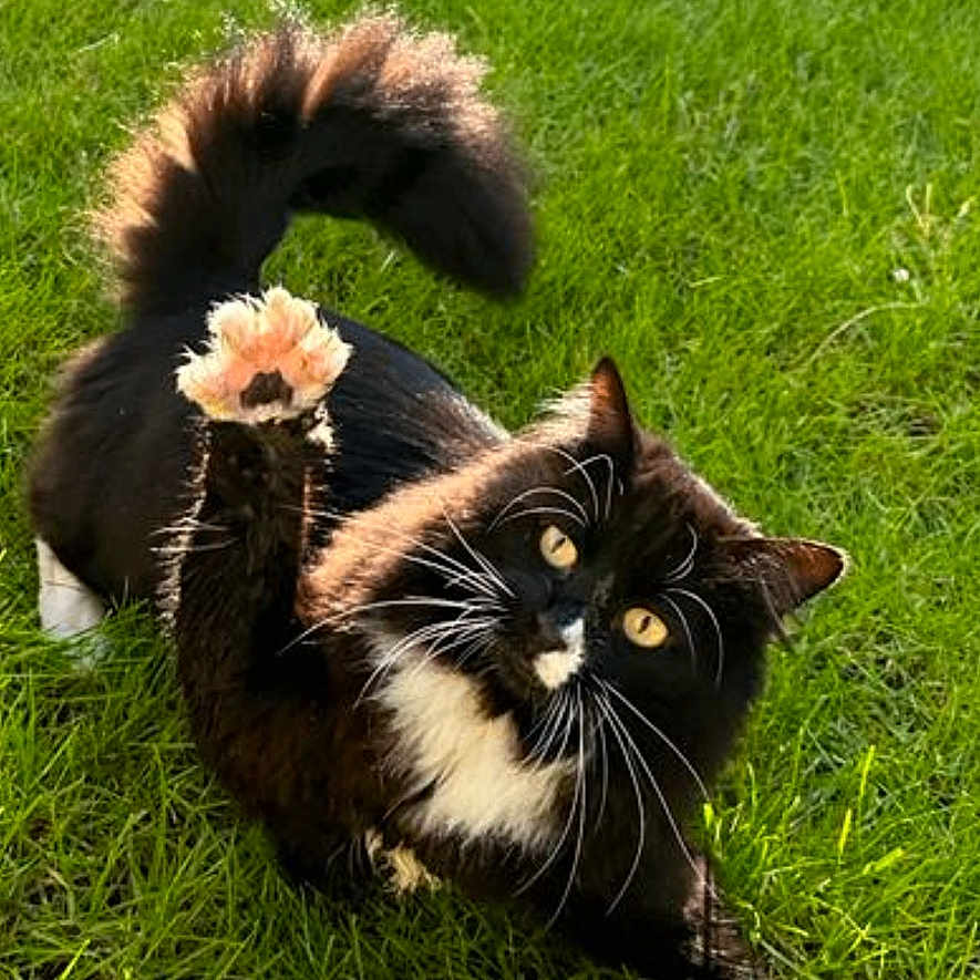 Hunter joined the competition — help win amazing prizes! animal, backyard, blackcat, cat, field, flower, garden, grass, grassland, kitten, lawn, manx, nature, outdoors, park, pet, plant, pottedplant, vegetation, yard
