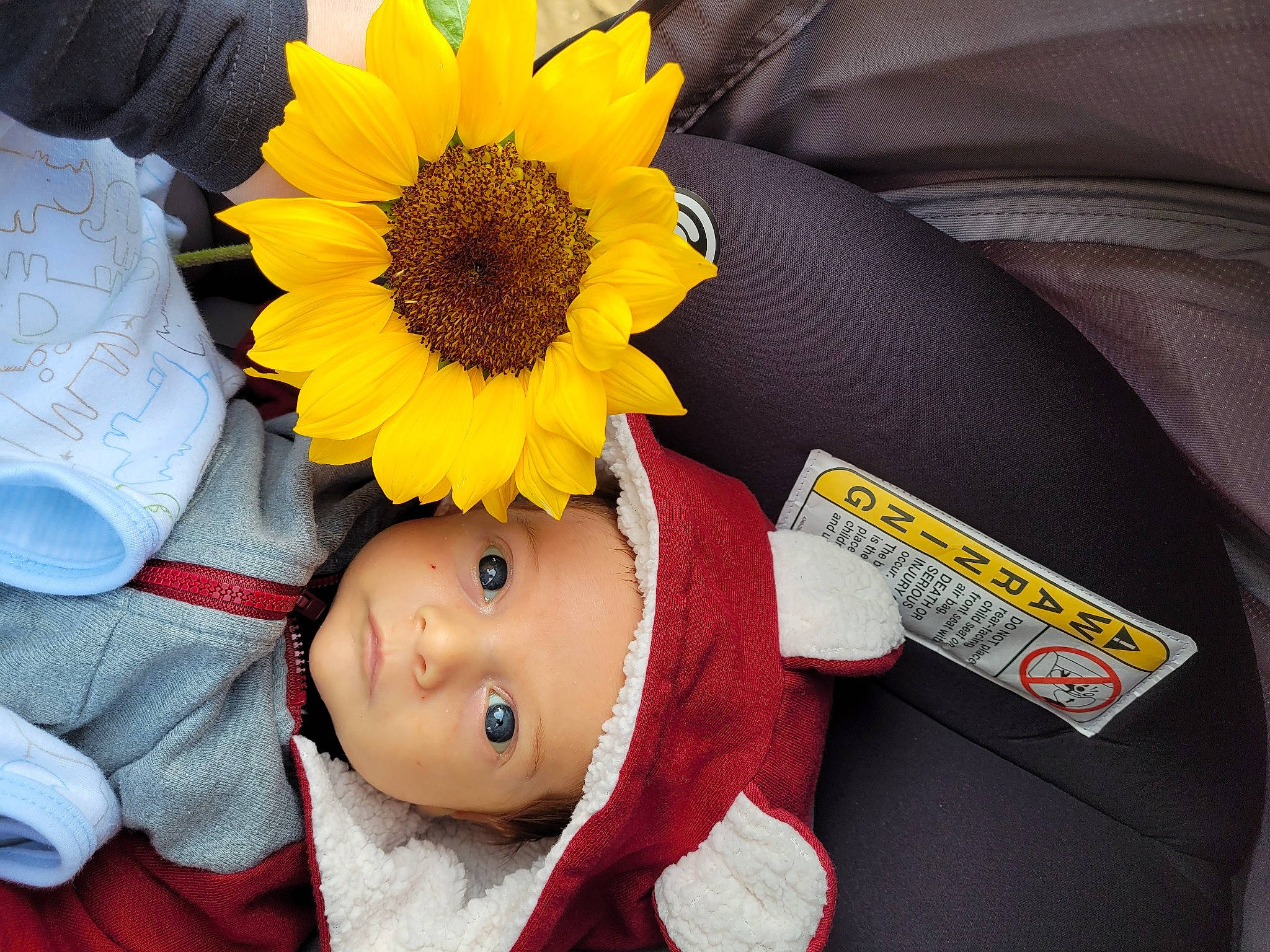 Duke joined the competition — help win amazing prizes! baby, baby_products, beanie, cap, car_seat, child, cut_flowers, doll, fashion_accessory, flower, fun, happy, headwear, person, petal, plush, stuffed_toy, sunglasses, textile, toddler