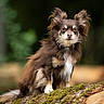 alert, animal, brown_dog, canine, cute, dog, fluffy_dog, forest, fur, greenery, log, long_hair, moss, nature, outdoor, perky_ears, pet, portrait, sitting, small_dog