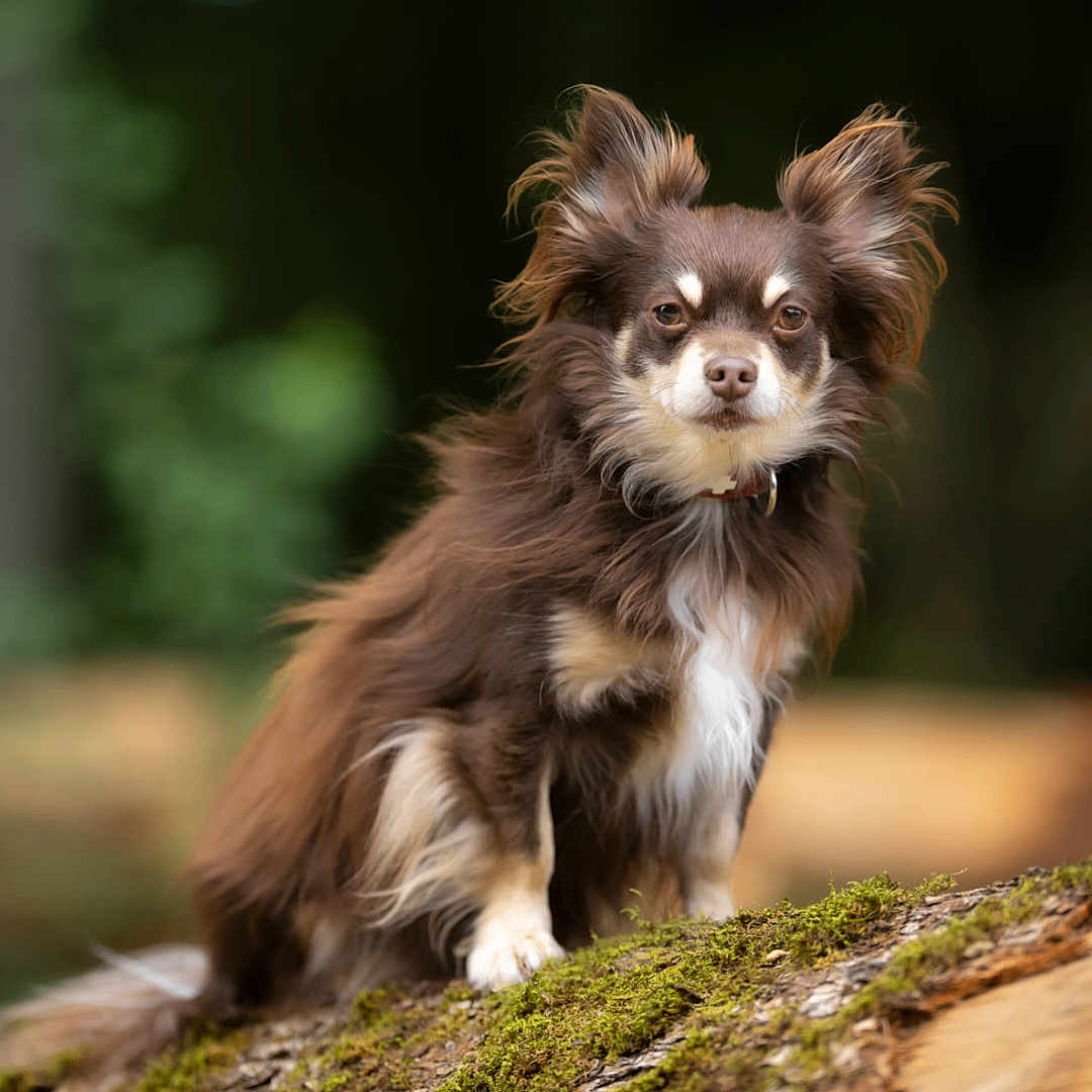 Cyclonne participe au concours pour gagner de l'argent avec cette photo : alert, animal, brown_dog, canine, cute, dog, fluffy_dog, forest, fur, greenery, log, long_hair, moss, nature, outdoor, perky_ears, pet, portrait, sitting, small_dog