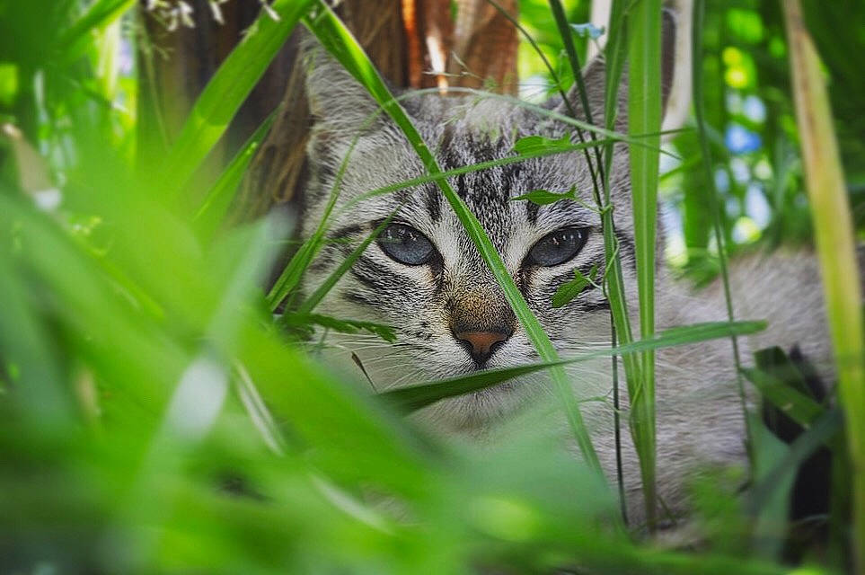 Chanel a rejoint le concours — aidez-le/la à gagner de superbes lots ! carnivore, cat, close_up, domestic_short_haired_cat, european_shorthair, eye, felidae, grass, grass_family, green, leaf, small_to_medium_sized_cats, snout, tabby_cat, terrestrial_animal, tree, vegetation, whiskers, wild_cat, wildlife