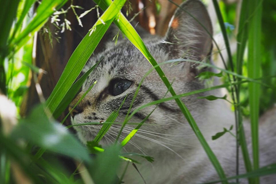 Chanel a rejoint le concours — aidez-le/la à gagner de superbes lots ! bobcat, carnivore, cat, domestic_short_haired_cat, eye, felidae, grass, grass_family, lynx, plant, small_to_medium_sized_cats, snout, terrestrial_animal, vegetation, whiskers, wild_cat, wildlife