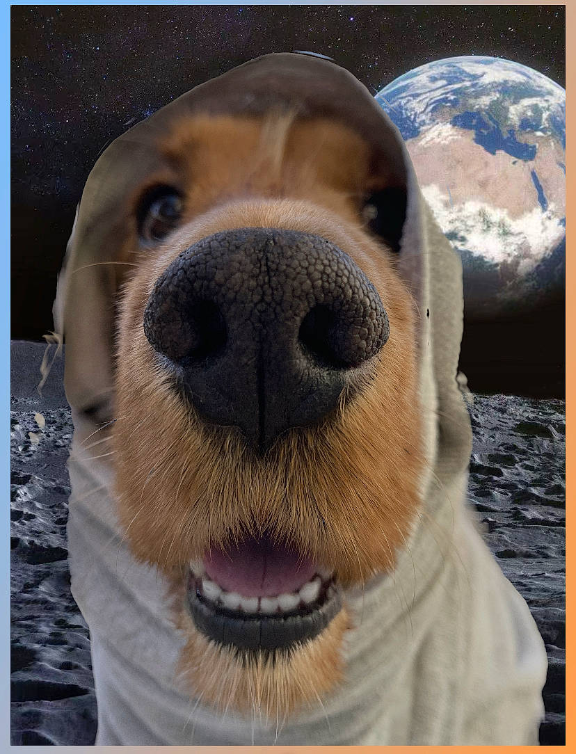 Lover a rejoint le concours — aidez-le/la à gagner de superbes lots ! canidae, carnivore, cloud, collar, companion_dog, dog, dog_breed, dog_collar, eye, fang, fawn, fur, happy, pet_supply, snout, sporting_group, terrestrial_animal, water, whiskers, working_animal