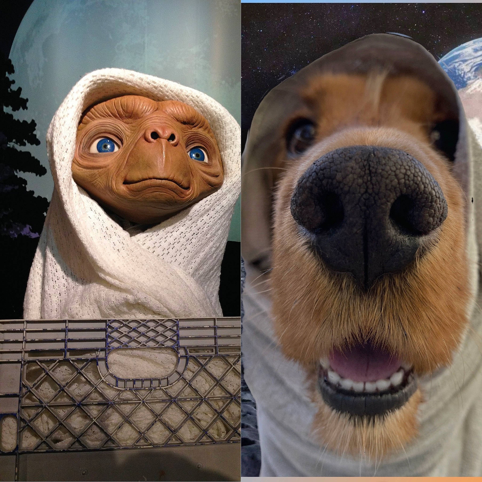 Lover participe au concours pour gagner de l'argent avec cette photo : art, carnivore, companion_dog, dog, dog_breed, eye, facial_expression, fawn, happy, head, jaw, mammal, nose, rectangle, selfie, smile, snout, vertebrate, whiskers, working_animal