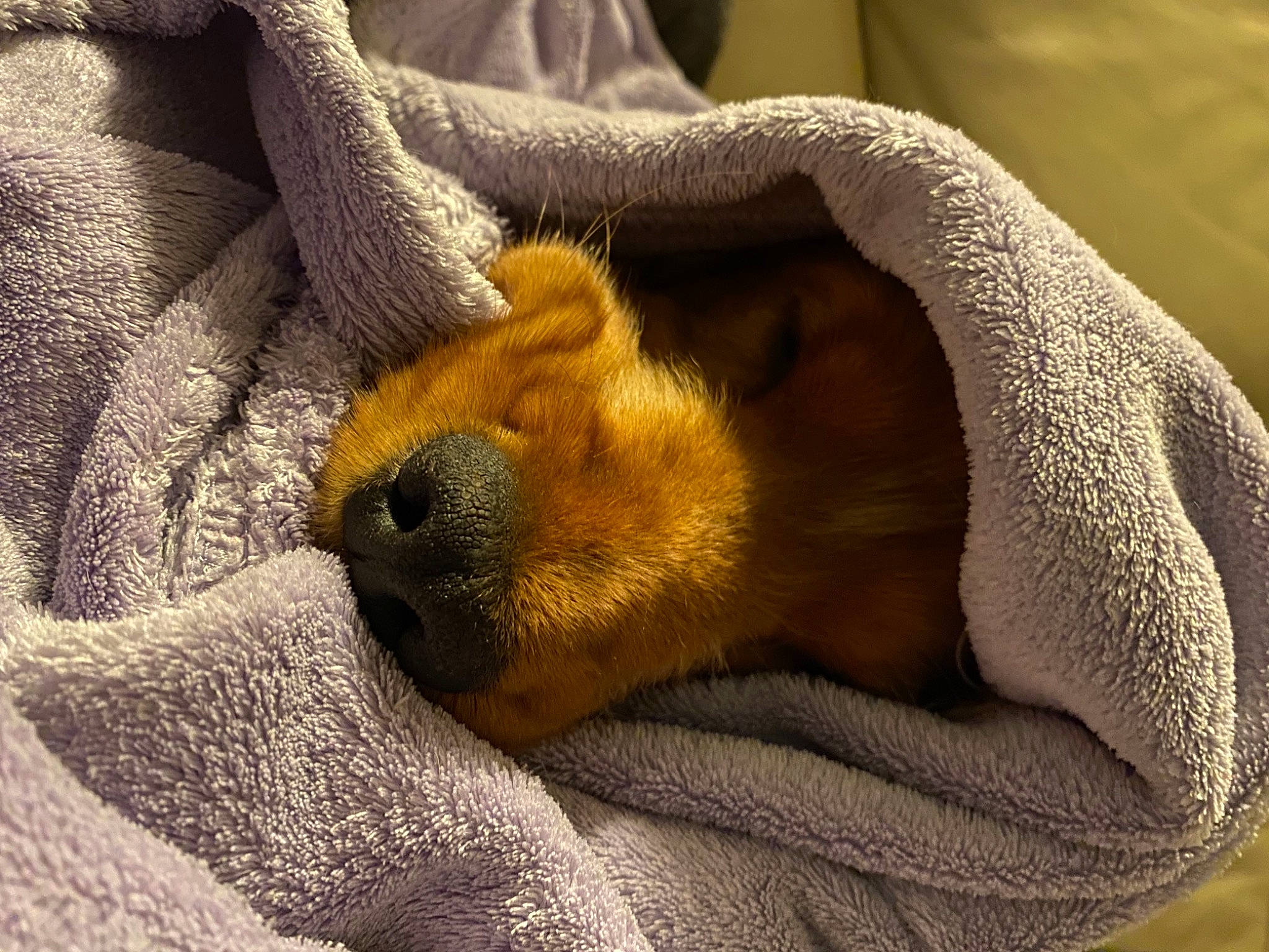 Lover a rejoint le concours — aidez-le/la à gagner de superbes lots ! canidae, carnivore, claw, close_up, comfort, companion_dog, dog, dog_breed, fawn, felidae, fur, human_leg, linens, paw, small_to_medium_sized_cats, snout, tail, terrestrial_animal, whiskers, wood