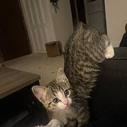 Stella joined the competition — help win amazing prizes! kitten, cat, tabby, indoor, couch, furniture, curious, pet, animal, whiskers, furry, tail, face, ears, eyes, table, blanket, home, cozy, soft_lighting