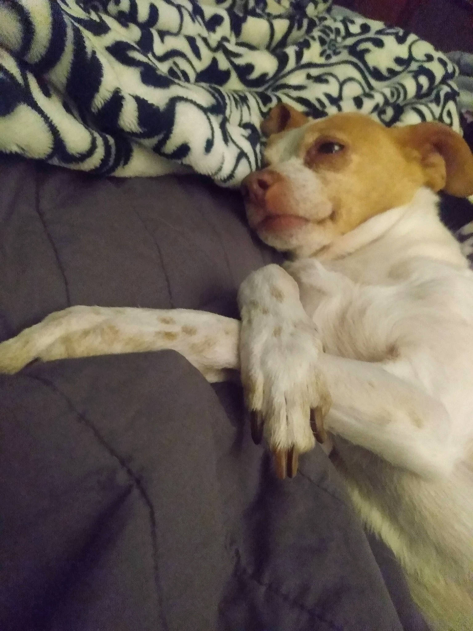 Kumo joined the competition — help win amazing prizes! carnivore, comfort, companion_dog, couch, dog, dog_breed, fawn, felidae, fur, linens, nap, paw, puppy_love, retriever, sporting_group, stuffed_toy, tail, toy_dog, whiskers, working_animal