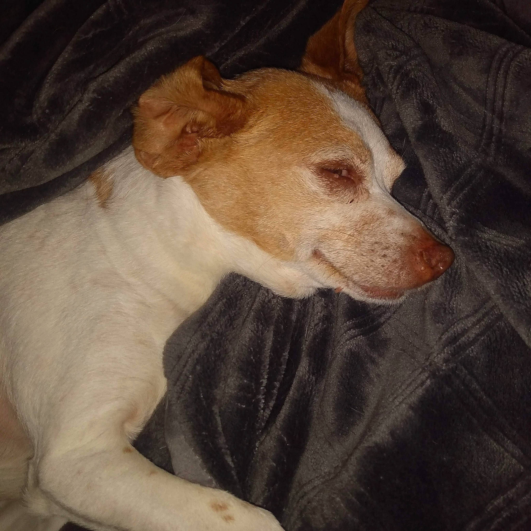 Kumo joined the competition — help win amazing prizes! ancient_dog_breeds, art, canidae, carnivore, companion_dog, dog, dog_breed, fawn, fur, hunting_dog, non_sporting_group, painting, rampur_greyhound, sighthound, sporting_group, terrestrial_animal, whiskers, working_animal