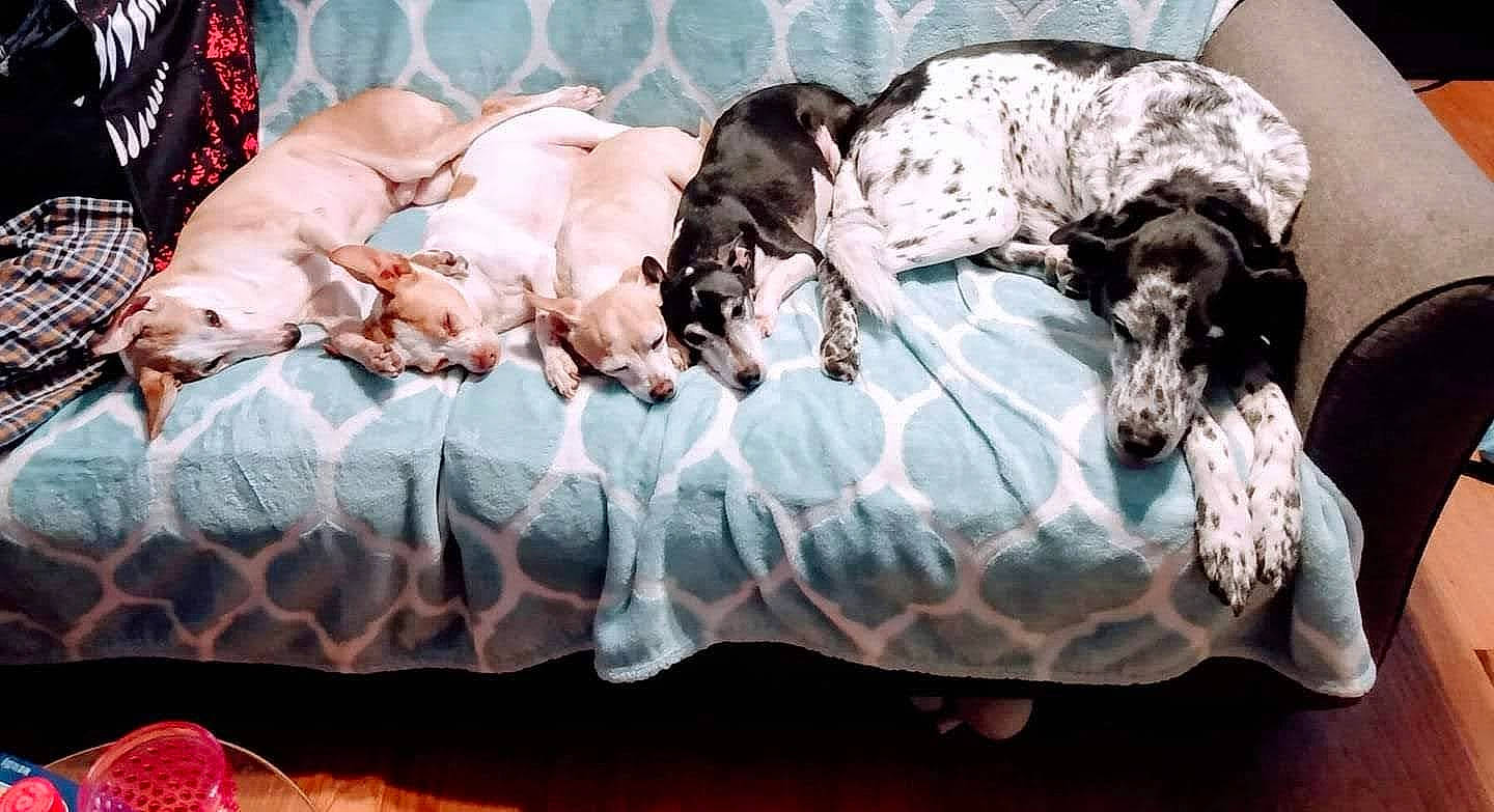 Kumo is registered to the contest to win money with this photo: art, canidae, carnivore, comfort, companion_dog, couch, dog, dog_breed, dog_supply, fawn, fur, guard_dog, linens, non_sporting_group, snout, sporting_group, tail, working_animal