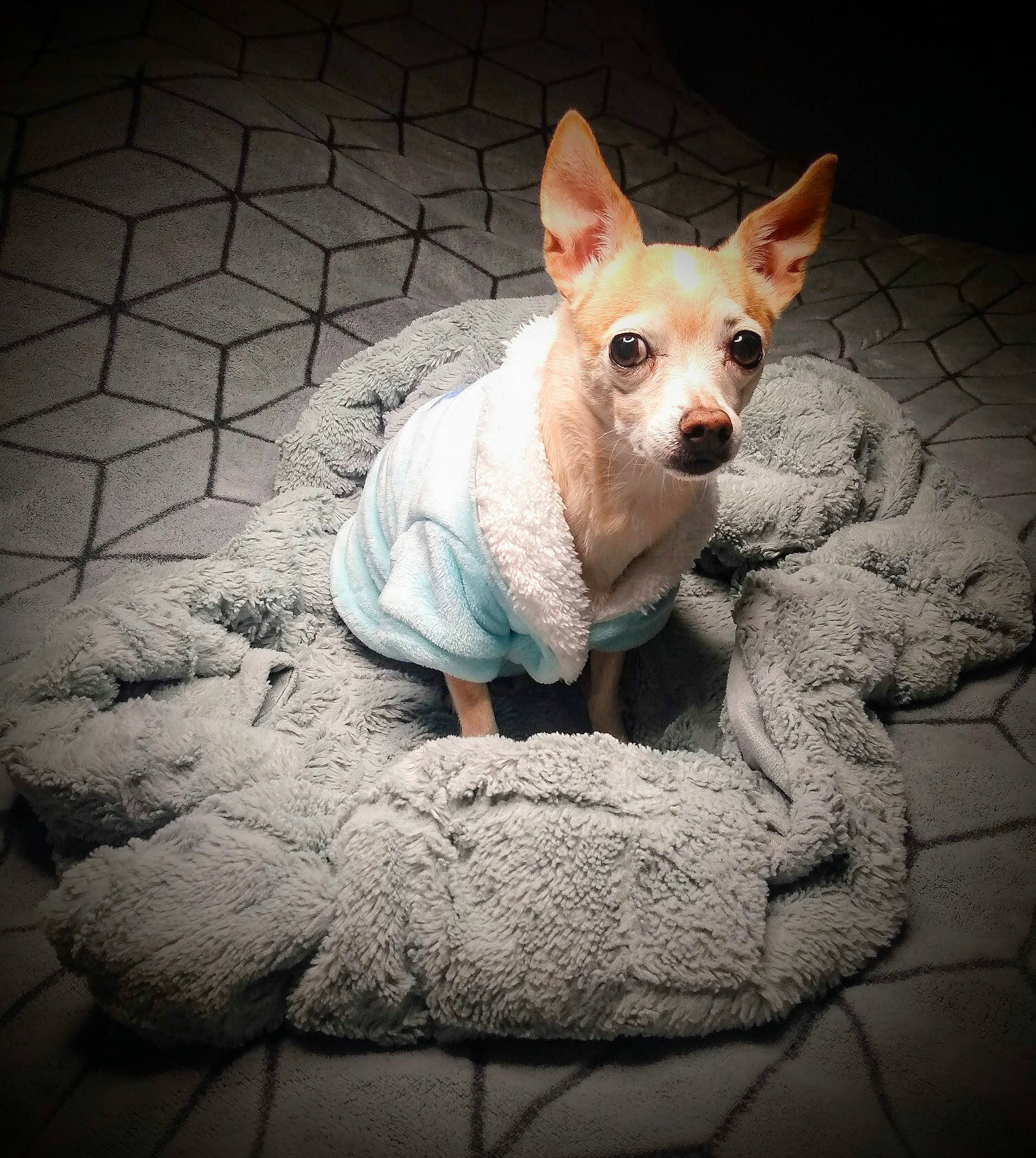 Aimi joined the competition — help win amazing prizes! canidae, carnivore, chihuahua, companion_dog, darkness, dog, dog_breed, dog_supply, ear, fawn, fur, grey, road_surface, sitting, snout, sporting_group, tail, terrestrial_animal, toy_dog, whiskers