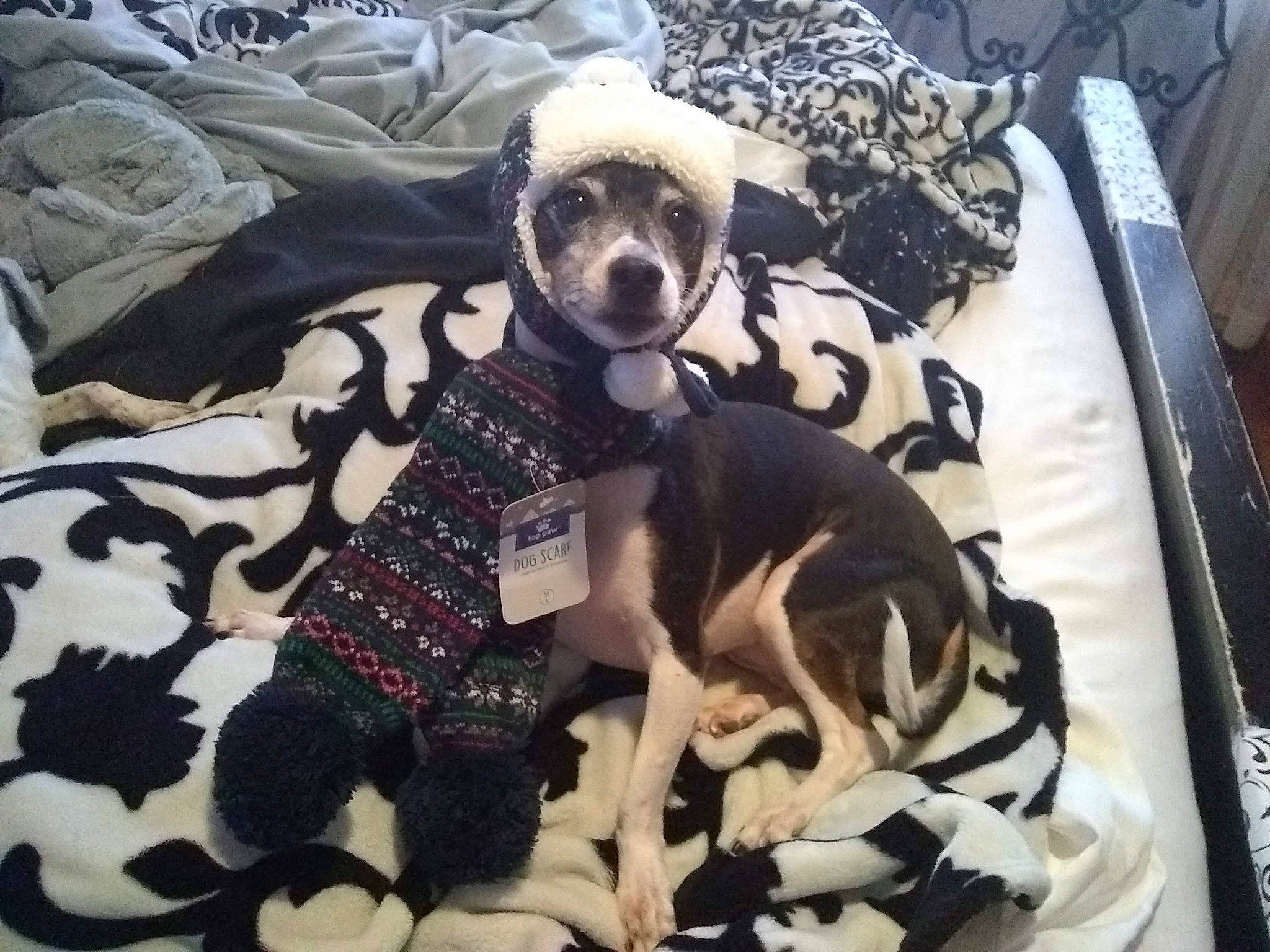 Sega is registered to the contest to win money with this photo: bag, bedding, bone, carnivore, comfort, companion_dog, dog, dog_breed, dog_clothes, dog_supply, eyewear, fawn, felidae, goggles, linens, pattern, skull, stuffed_toy, textile, toy