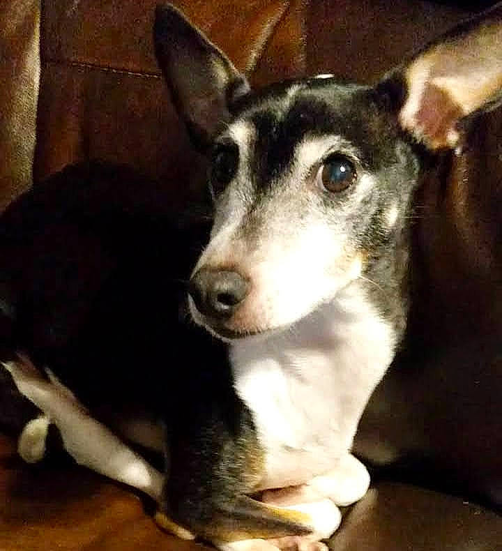 Sega is registered to the contest to win money with this photo: ancient_dog_breeds, canidae, carnivore, collar, companion_dog, dog, dog_breed, fur, non_sporting_group, sporting_group, street_dog, terrestrial_animal, whiskers, working_animal, working_dog